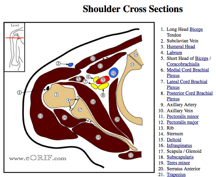 Biceps Tendon RuptureProximal M66.829 727.62 eORIF